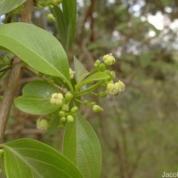 Canthium coromandelicum (Burm.f.) Alston